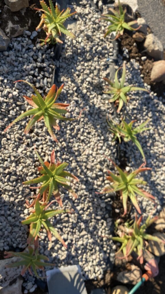 20250820_144712835_iOS