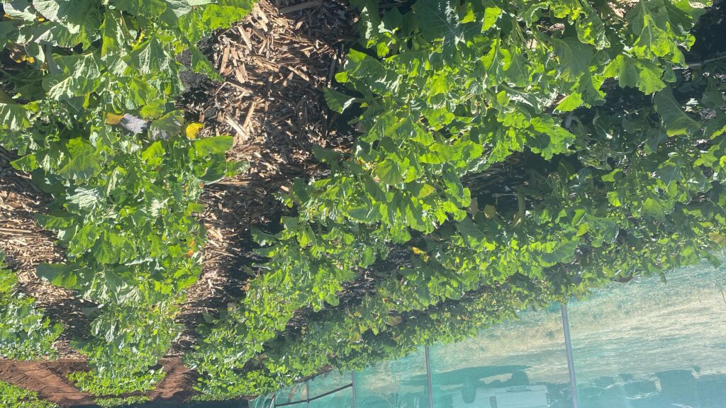 20240815_123740942_iOS