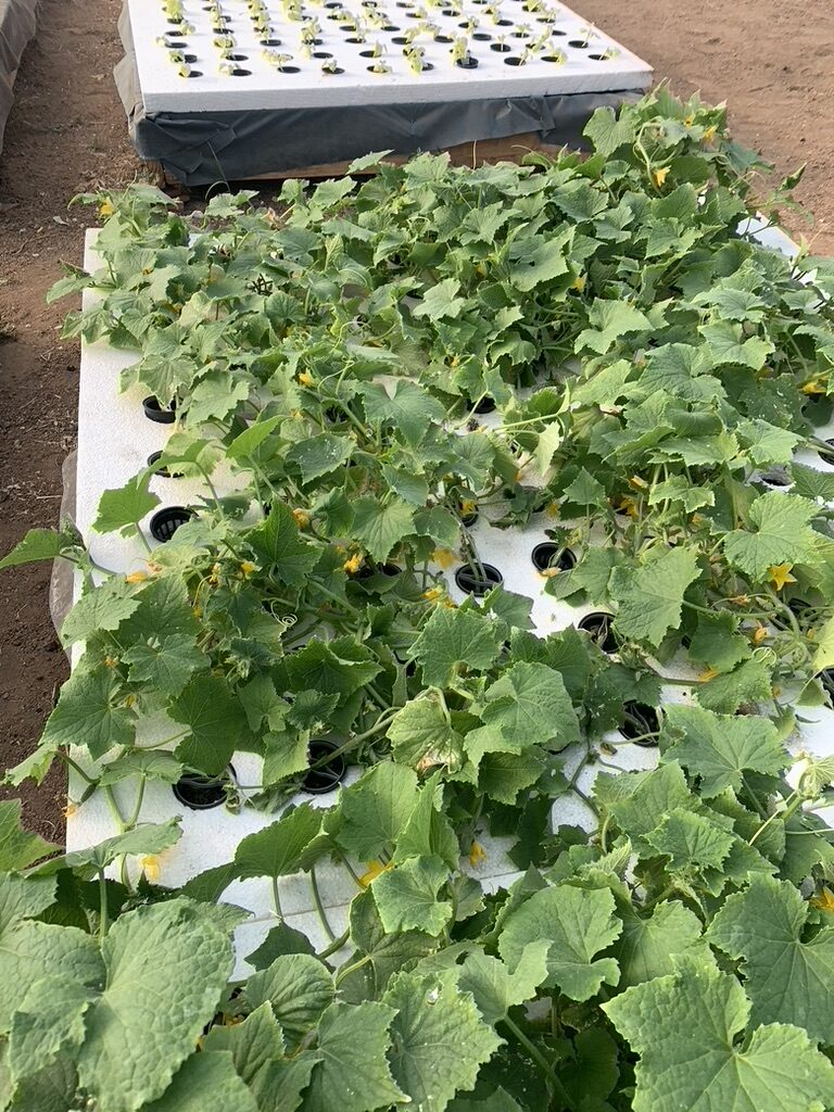 4413629A-5311-4AC8-9869-1225DA4D1CC8_1_105_c